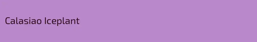 Calasiao Iceplant